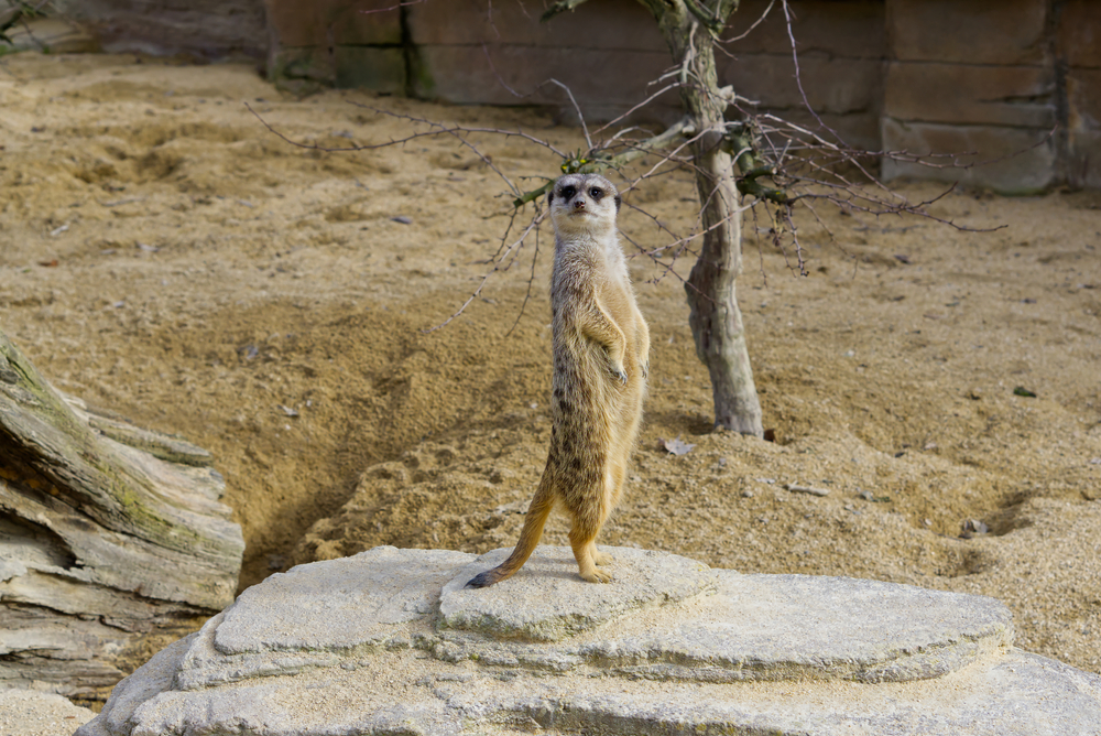 shutterstock 1676896915 - Wildpark Stuttgart: Ein Paradies für Naturliebhaber und Familienausflüge